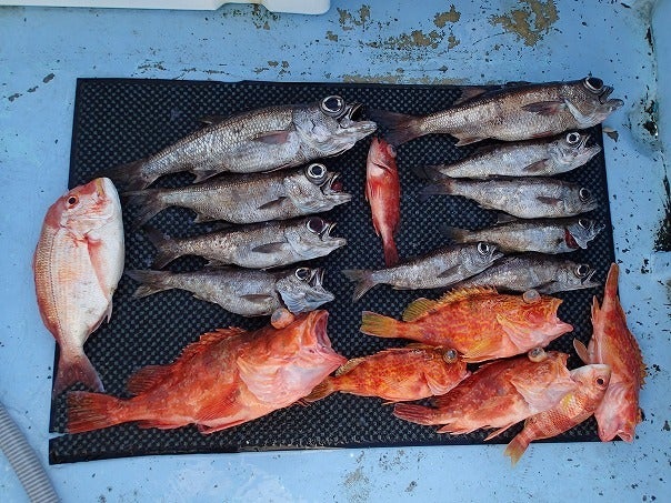 夏丸　釣果報告