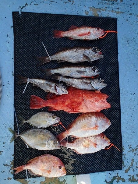 夏丸　釣果報告