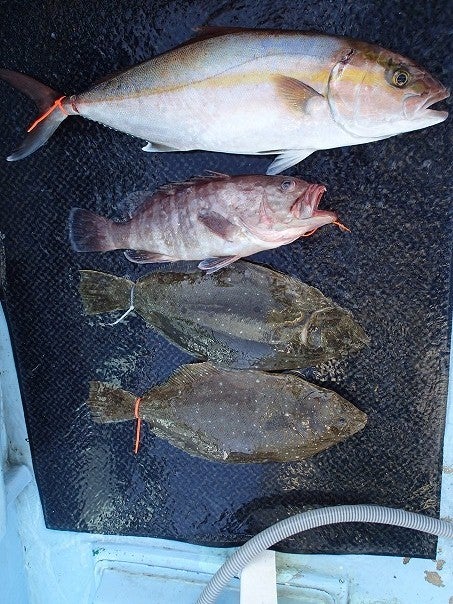 夏丸　釣果報告