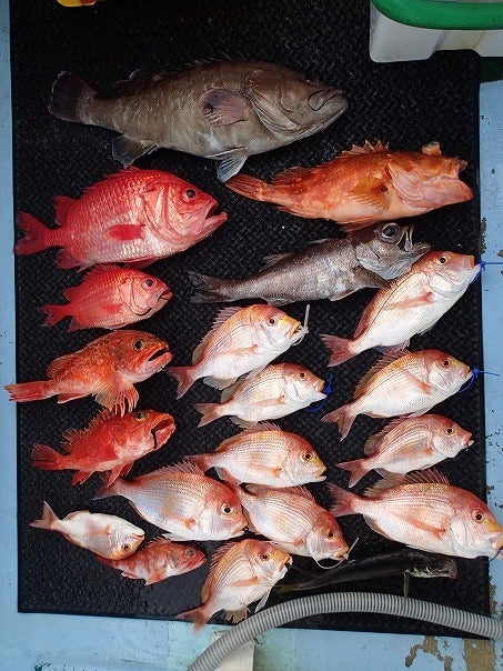 夏丸　釣果報告