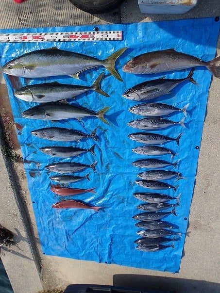夏丸　釣果報告