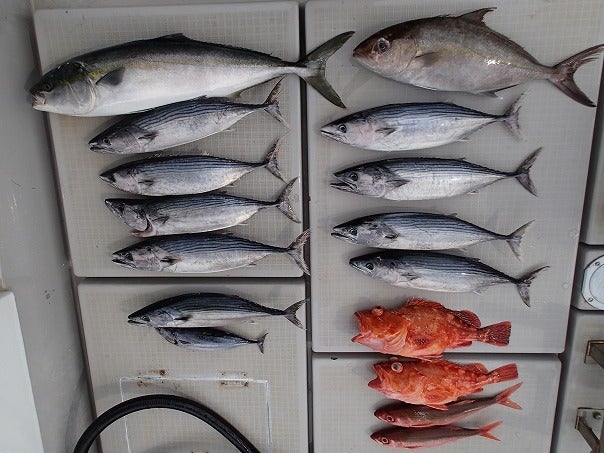 夏丸　釣果報告